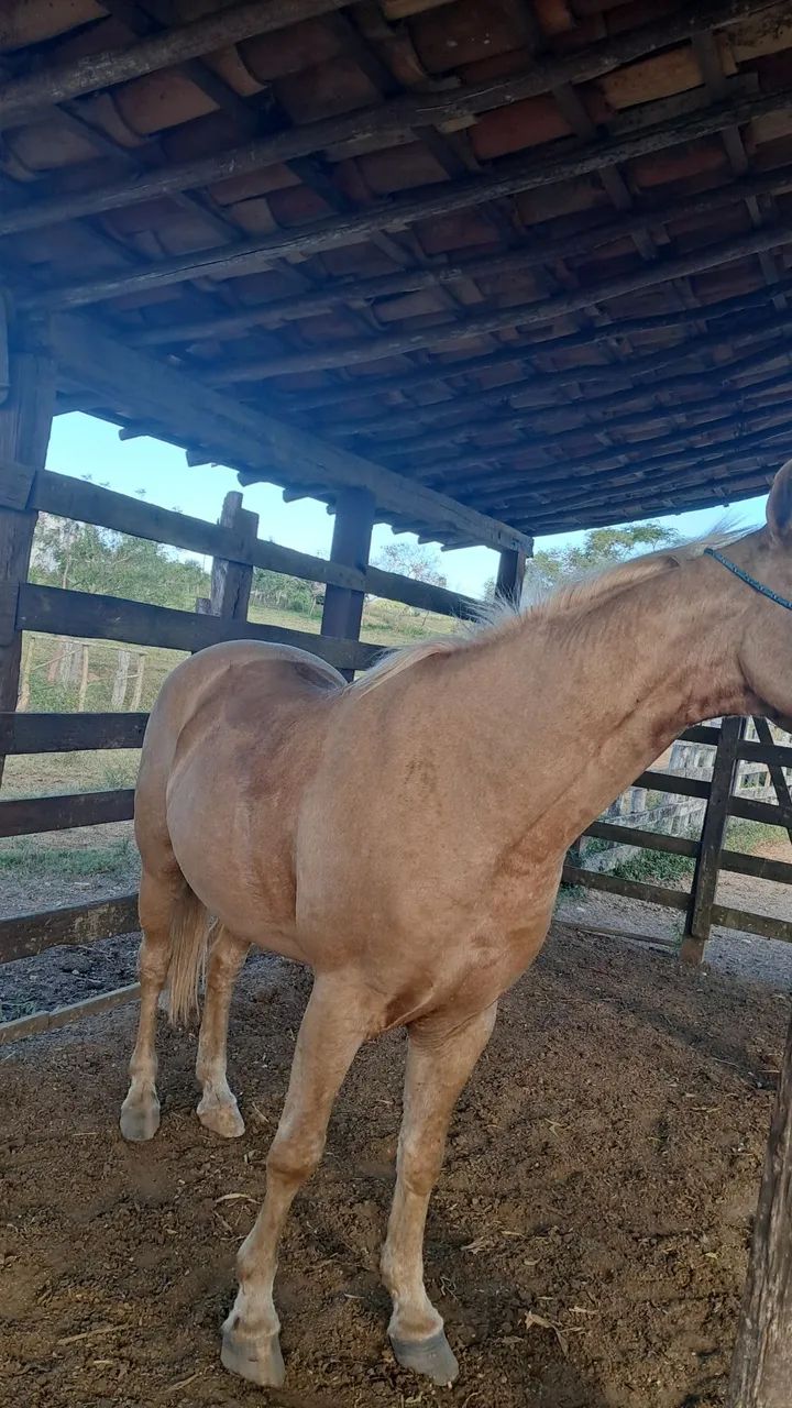 CAVALO QUARTO DE MILHA  - Foto 5