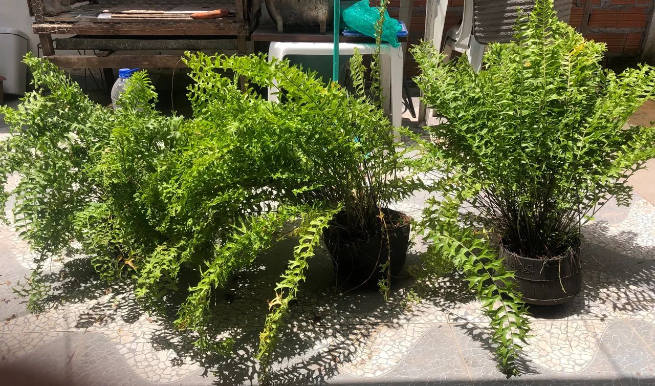 Planta | Samambaia  - Foto 2