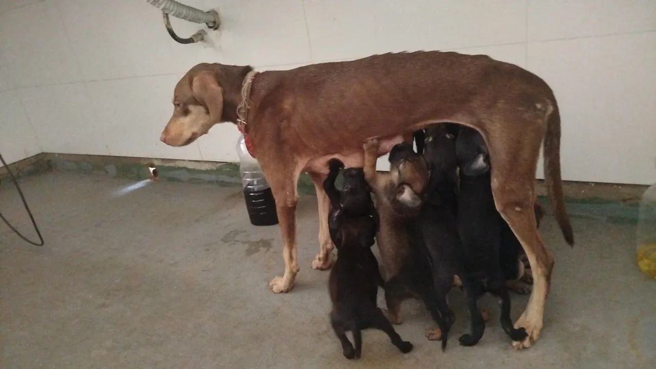 Filhote de cachorro  - Foto 4
