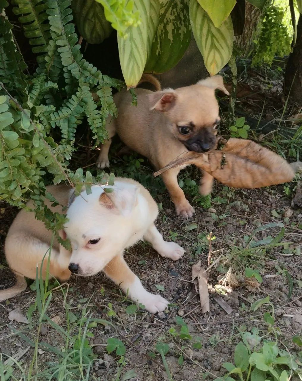 Chihuahua #MACHO