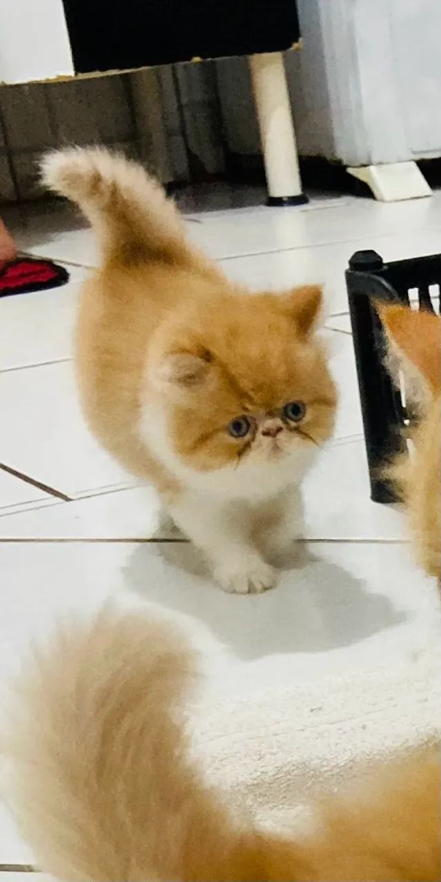 Gato persa  - Foto 3