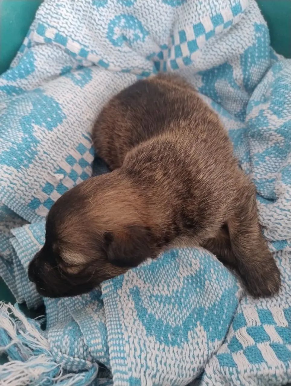 Adoção de cães  - Foto 4