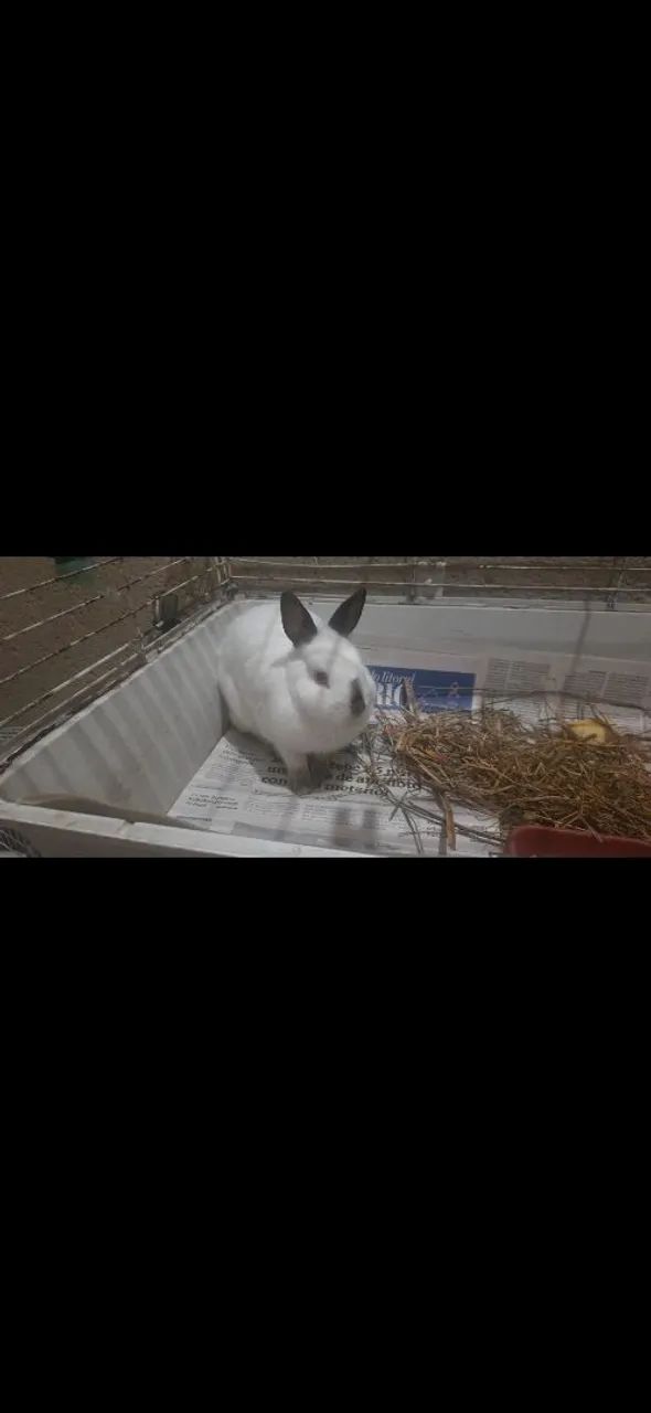 Vendo casal de coelho anão Netherlands Dwaf legítimos. - Foto 4