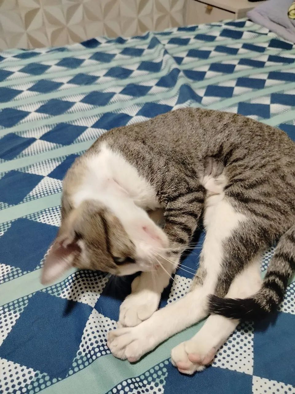 Gato