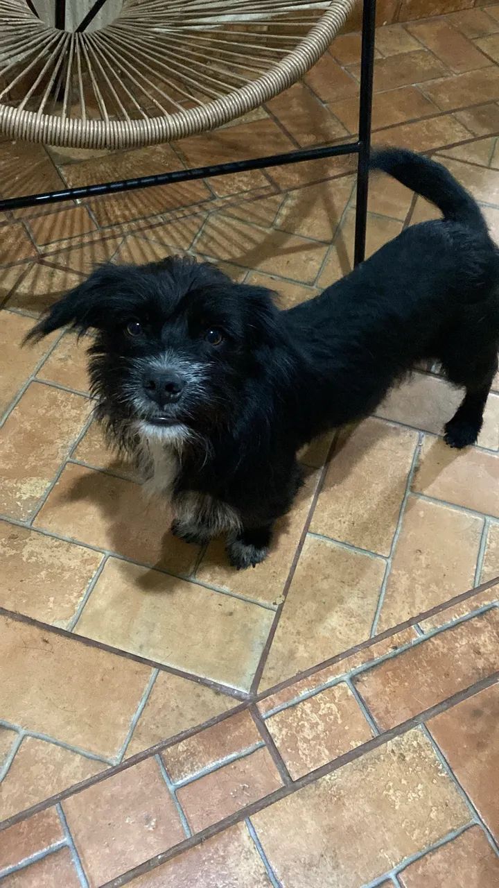 Adoção responsável cachorro alegre  - Foto 3