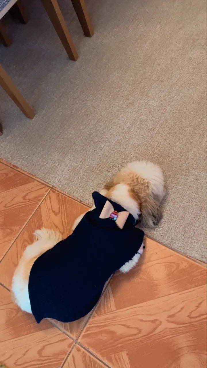 Cachorro - Foto 2