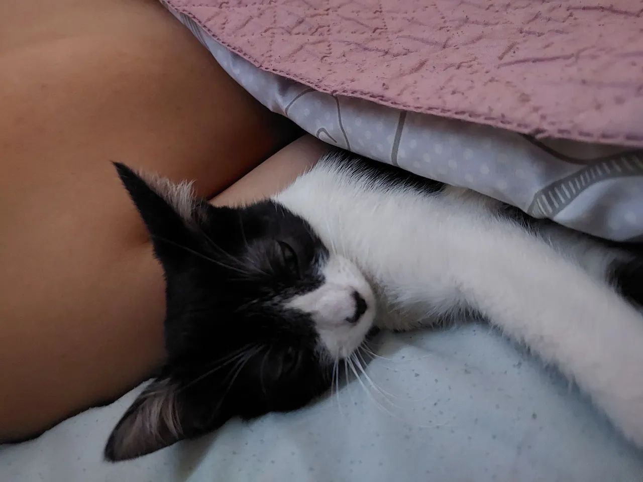 Doação de gatinha  - Foto 4