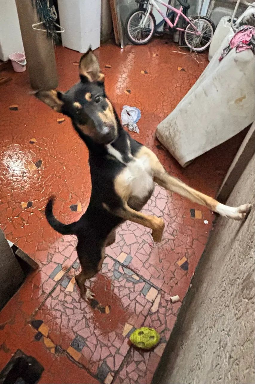     Linda Cachorrinha de Grande Porte Disponível para Adoção - Foto 2