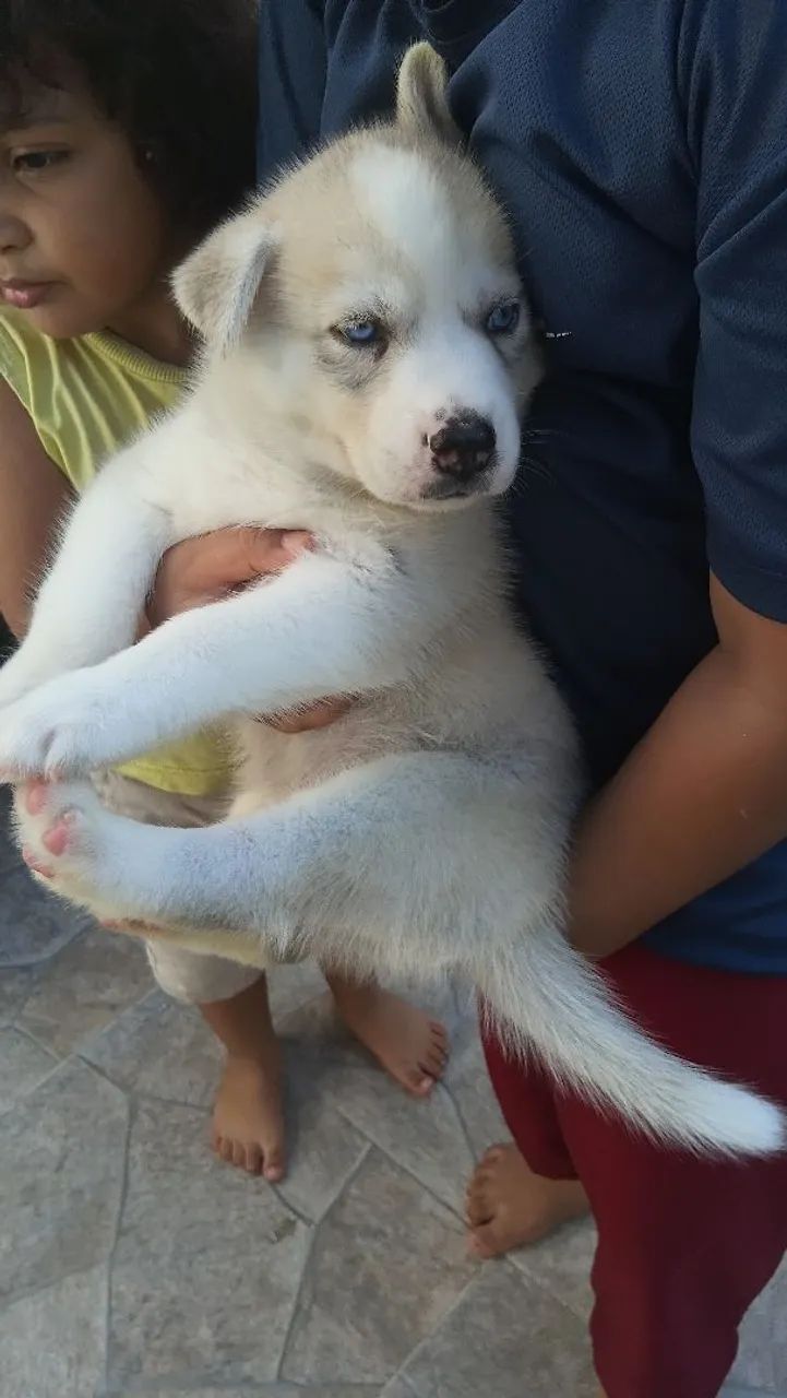 HUSKY SIBERIANO  - Foto 4