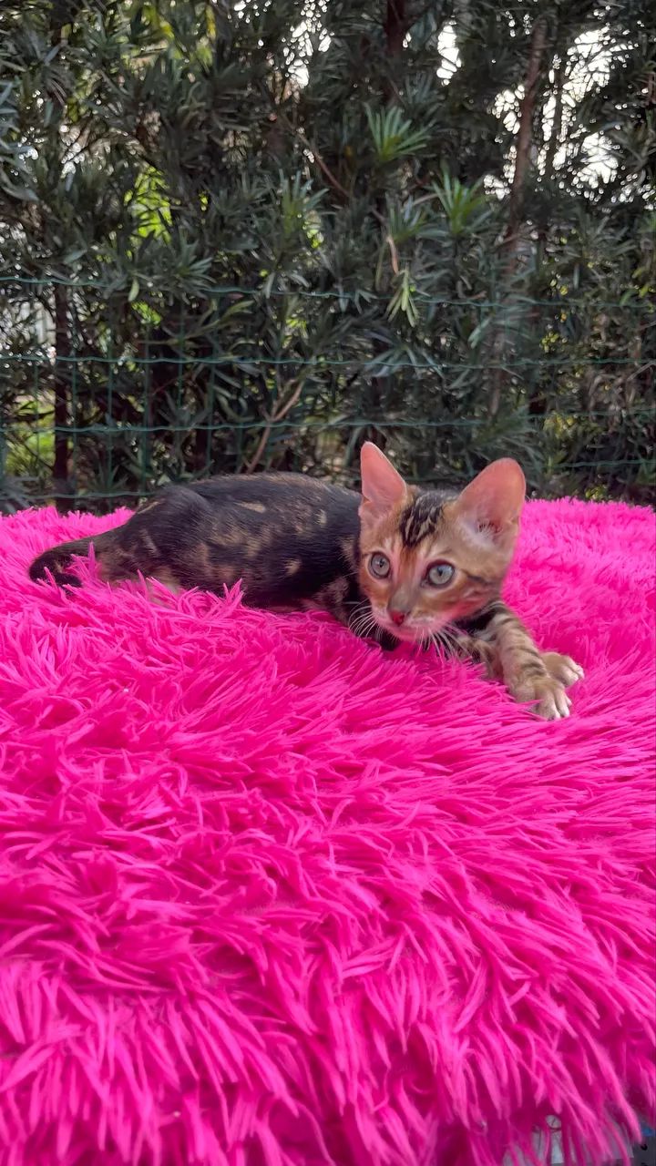 Bengal  - Foto 3