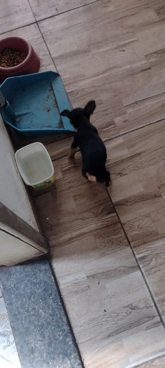 Filhote de pinscher - Foto 4