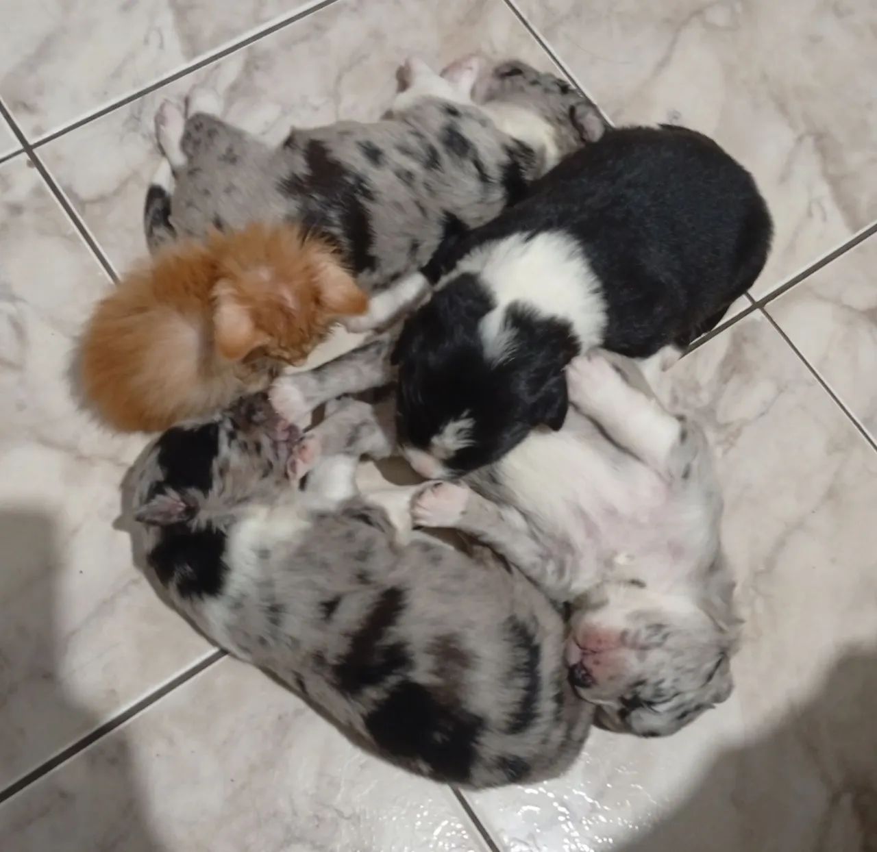 Filhotes de Border Collie  - Foto 3