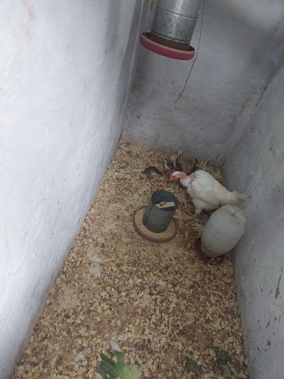 Pontinhos de saques  - Foto 5