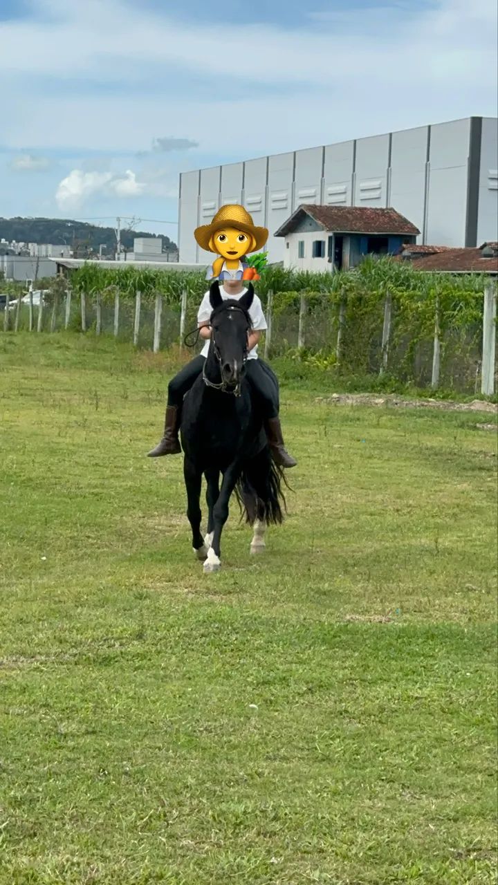 Égua crioula preta  - Foto 3