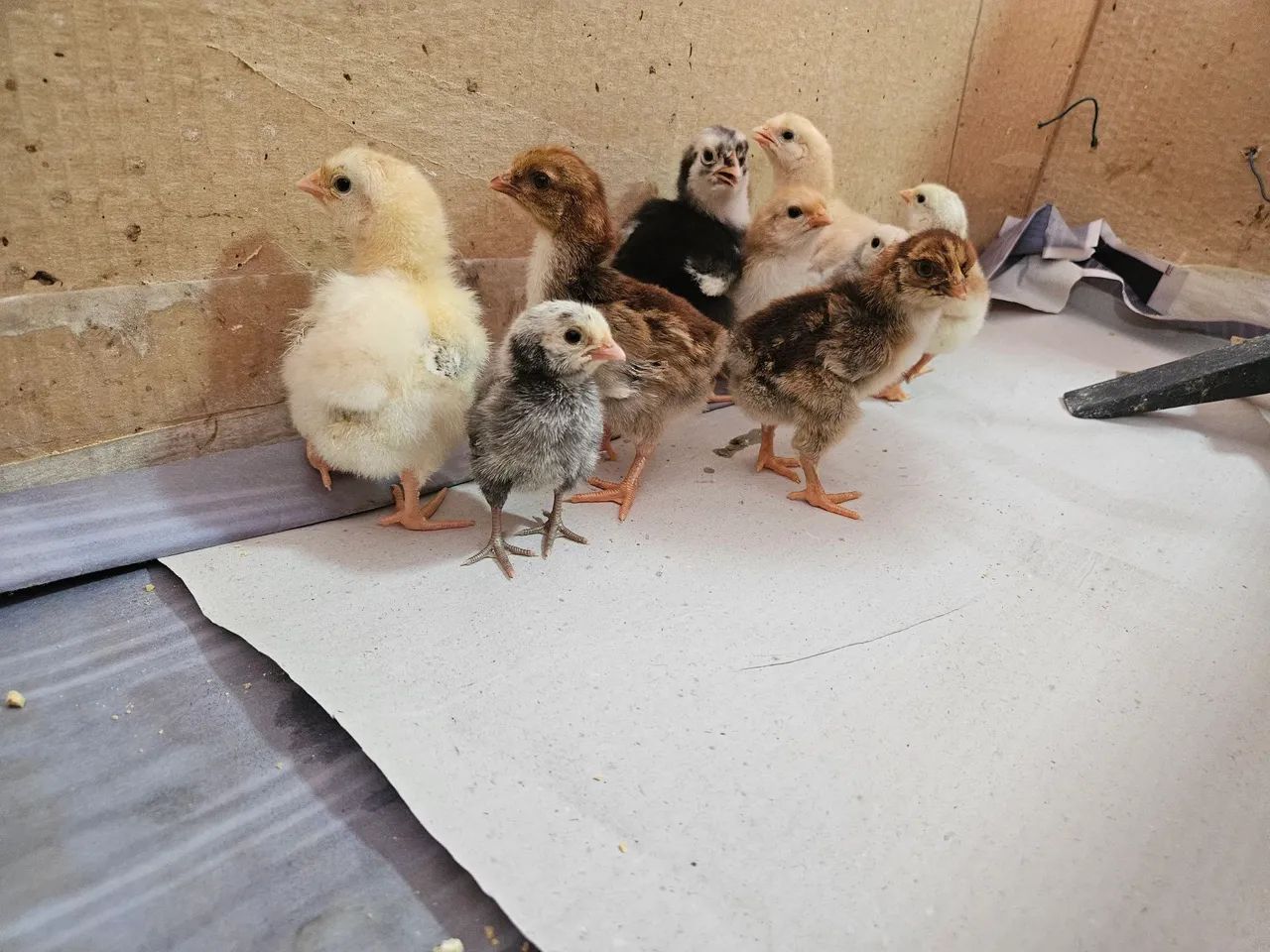 Pintinhos - Foto 4