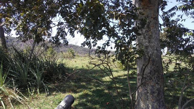 Fazenda 2.125 hectares - Munic. Aquidauana MS - Foto 14