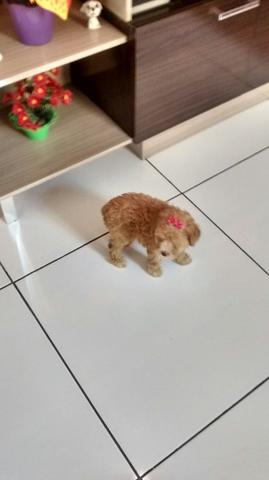 Poodle toy 28 cm de altura quando adulto aceito cartões