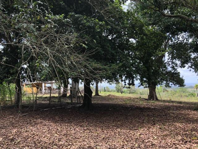 Paudalho=Vend. 500 mil=Sítio com 10 hect=Água,Energia,Piscina e muito mais - Foto 20