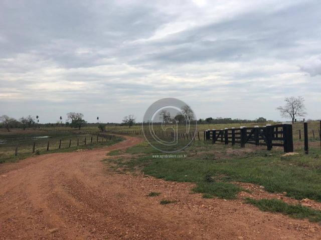 Fazenda 330 ha região chumbo poconé - Foto 8