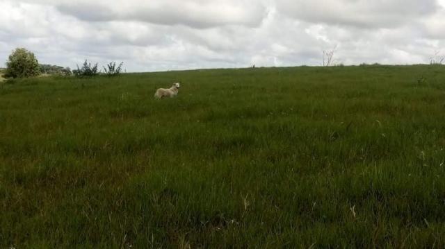 Fazenda para venda em barreiros, barreiros - Foto 18