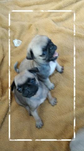 Pug - Foto 2