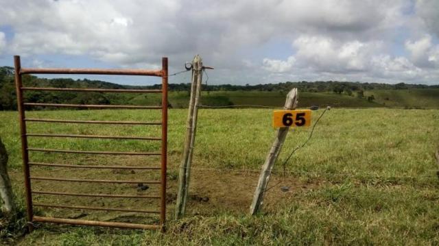 Fazenda para venda em barreiros, barreiros - Foto 16