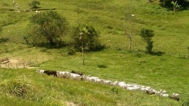 Fazenda para venda em barreiros, barreiros - Foto 9
