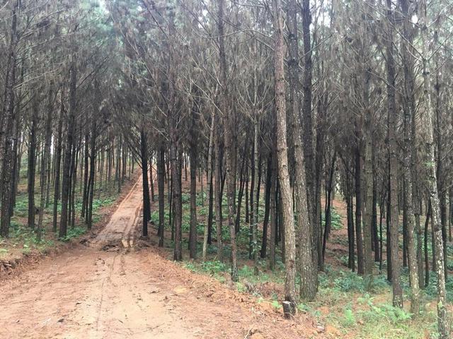 Terreno em são José dos Pinhais - Foto 3