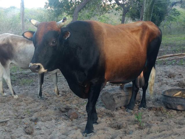 Vendo touro jersey ou troco em garrotes - Foto 4
