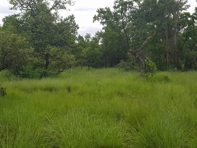 Fazenda 940 hectares em Mimoso - Foto 2