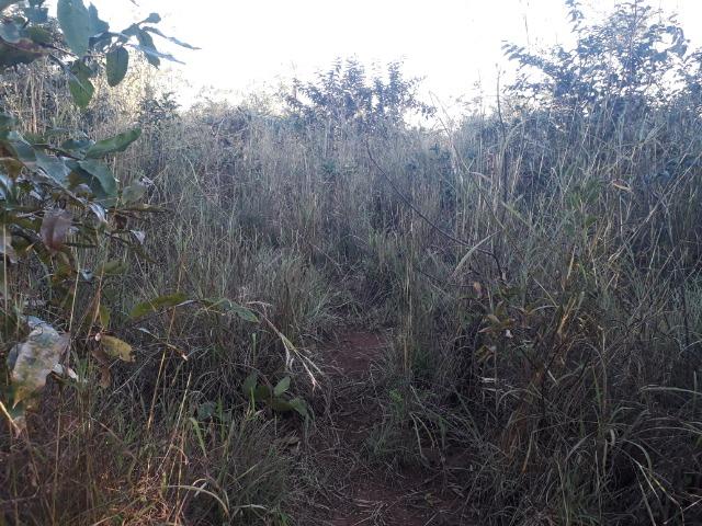 Chácara (38 hectares) a 11 km de Acorizal - Foto 11