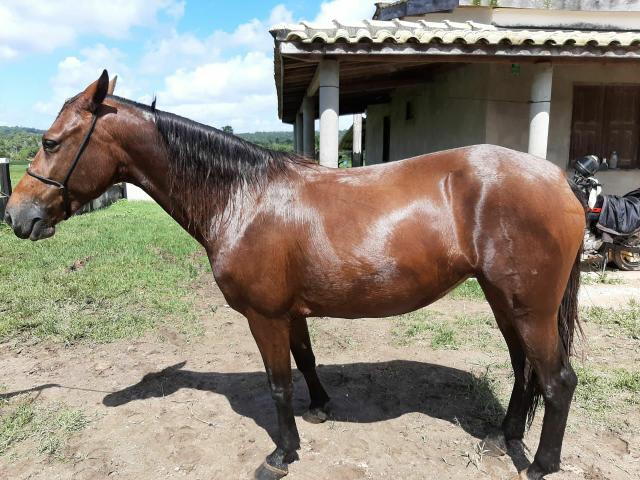 Égua Mangalarga sem registro