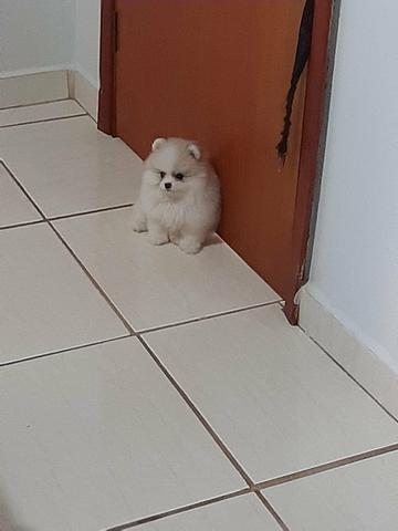 Lulu da pomerania