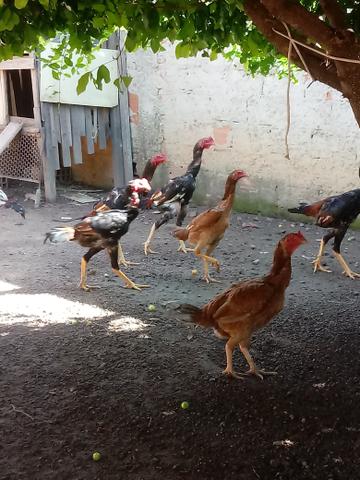 Vendo galo e galinha india carioca