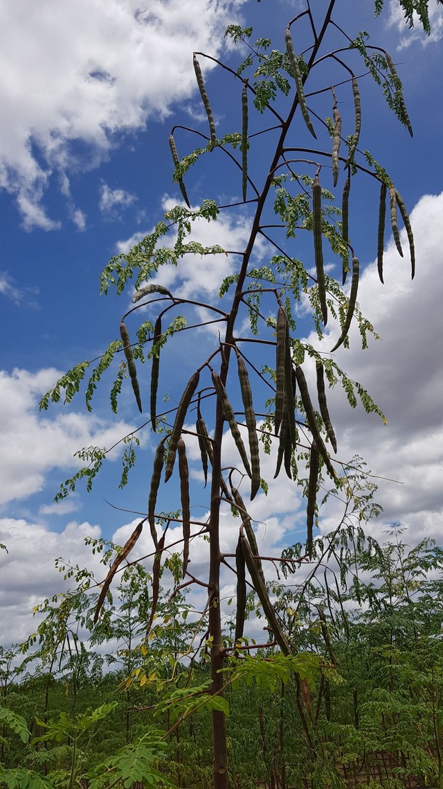 VENDE FAZENDA MARAVILHA  