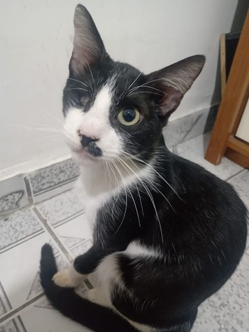 Doa-se gatinho especial para uma família especial 