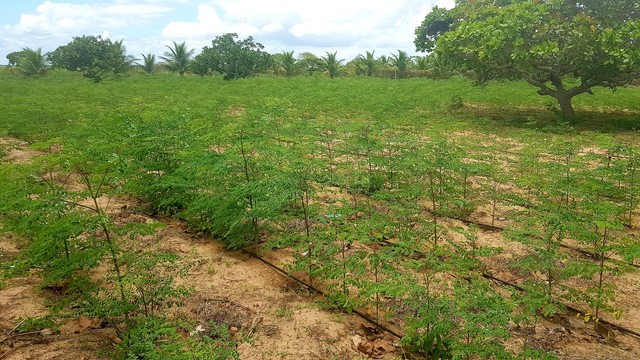 VENDE FAZENDA MARAVILHA  