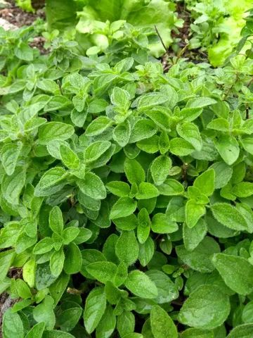 MUDAS DE TEMPEROS VARIADOS  - Foto 5