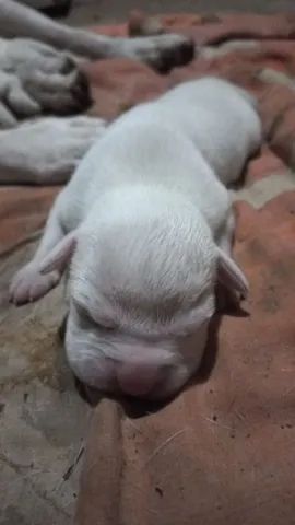 Filhote de Boxer puros - Foto 5