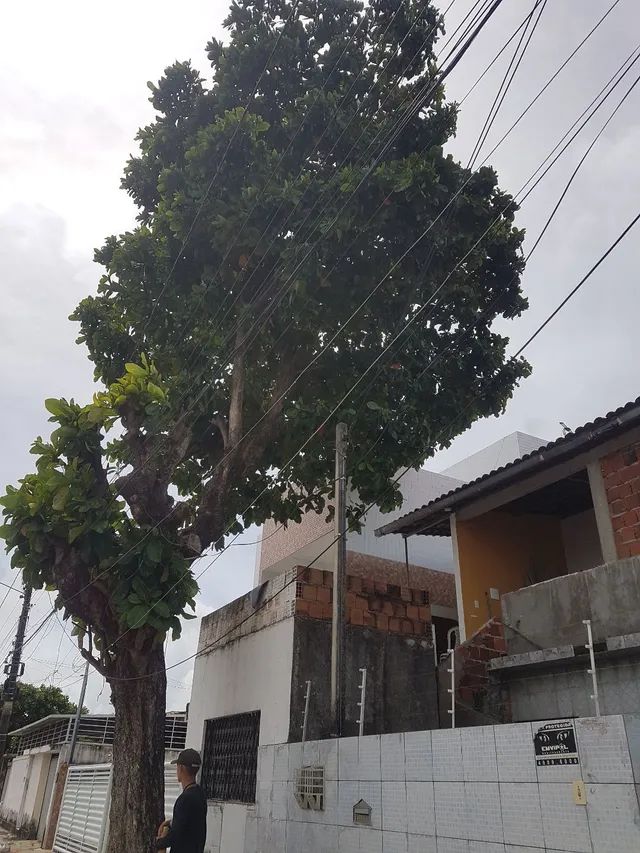 Poda de árvore ? limpeza de terrenos  - Foto 5