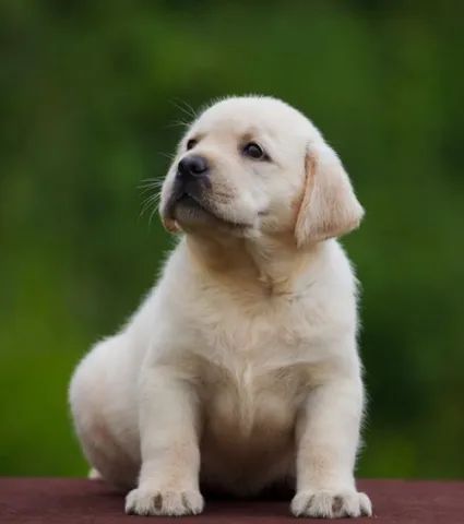   Filhotes de labrador fêmea pronta entrega com Pedigree 