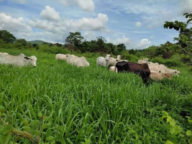 Fazenda 50 alqueires Porto Nacional Tocantins Regiao Cidade Setor Bairro Gado Soja