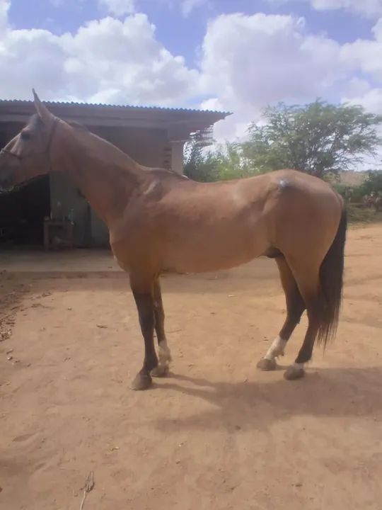 Vendo cavalo campolina  - Foto 2