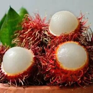 Mudas do rabutam enxertado  - Foto 2