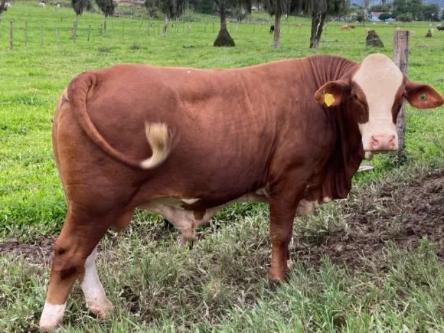 Touro braford - Foto 2