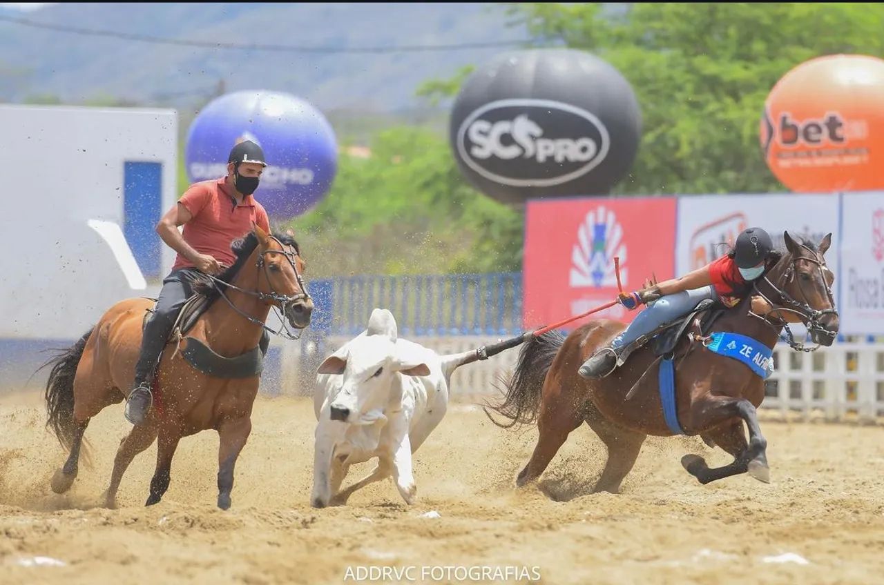 Cavalo,Pronto de direita - Foto 3