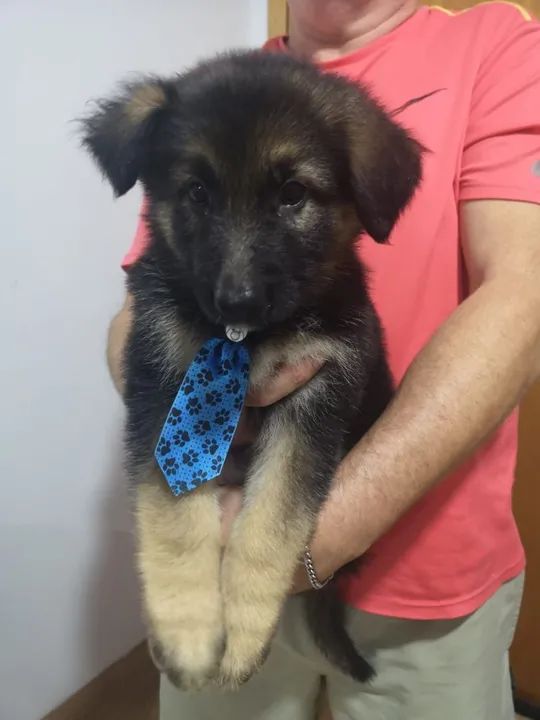 Filhote de Pastor Alemão - Foto 4