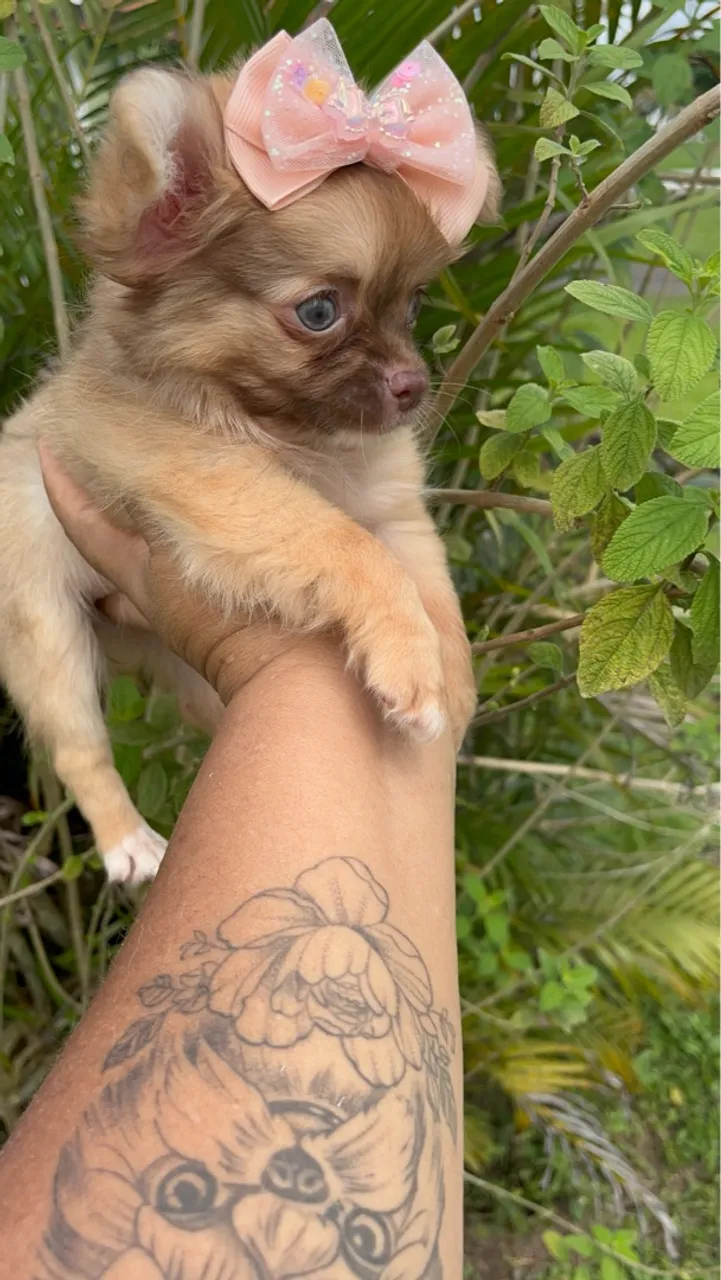 Filhote de Chihuahua fêmea