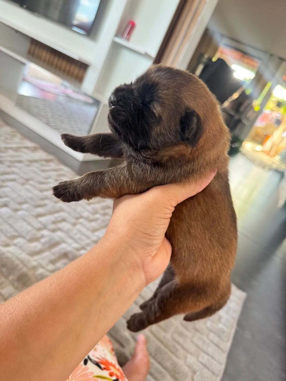Filhote de Chow Chow puro 