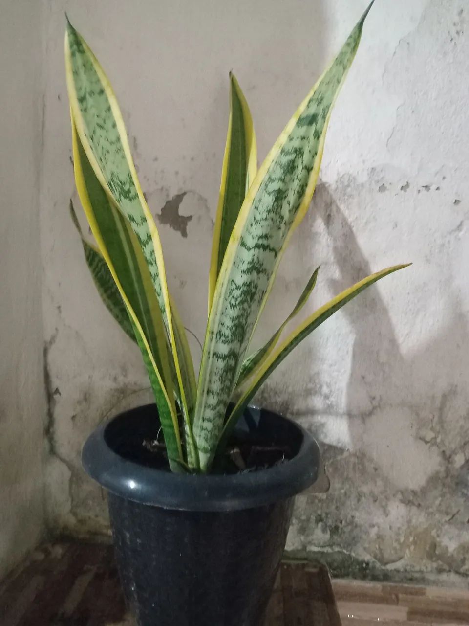 Plantas  - Foto 2